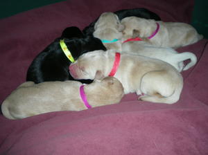 The pupsters aged 2 days old x