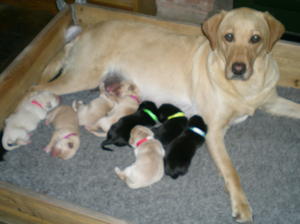 Lillie with her new babies x