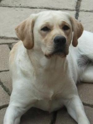 Bramblekay Sweet Henrietta (My Hettie Boo's) xx