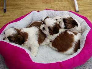 Passernomen Shih-Tzu Litter