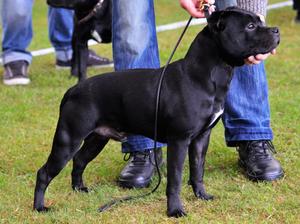 Passernomen Blancus Omen