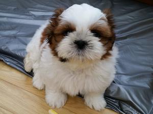 Passernomen Boni Mores