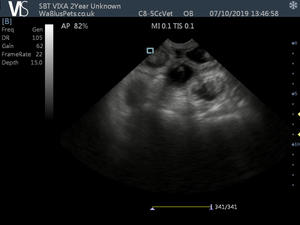 Vixa's scan 07/10/2019