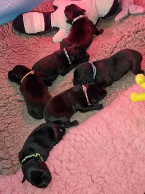 Passernomen J Litter