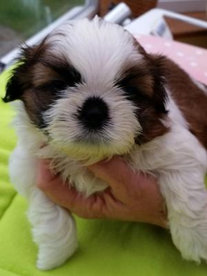 Passernomen Bellus Vuttus