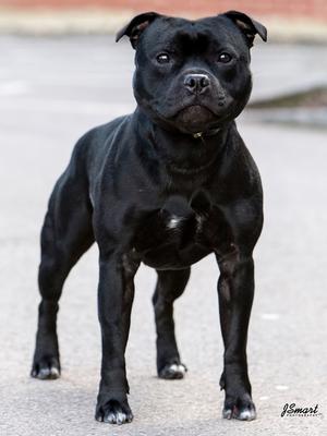 Ch. Elitebulls Challenger JW