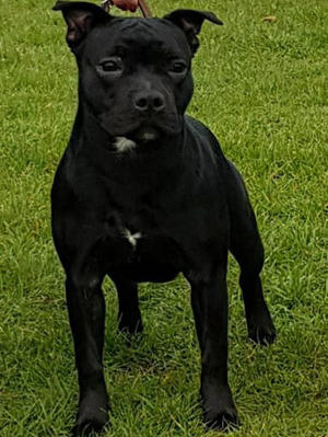 Passernomen Bona Fortuna