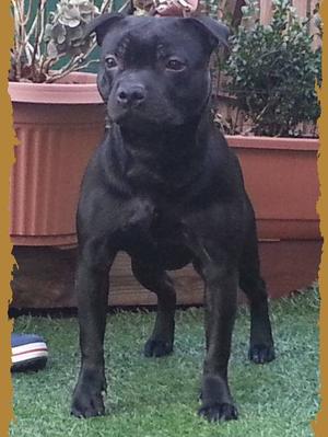 Rubericla Black Firestar At Passernomen