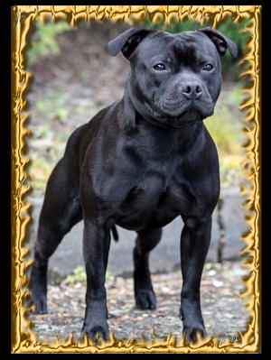 Nerotoro Dark Element