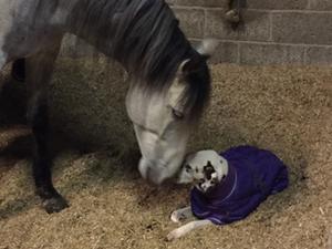 Juneau with Frank our Andalusian boy