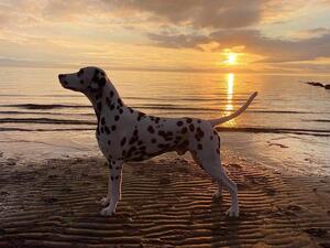 TOP DOG & TOP STUD UK 2022