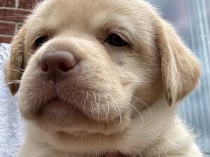 Available Champagne Puppy
