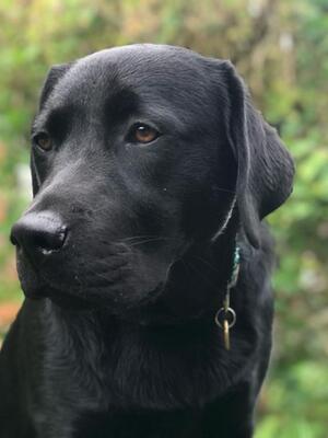 Florrie