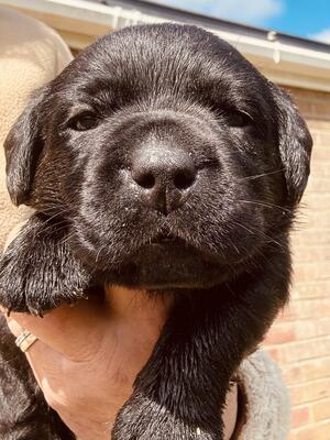 A Bruno pup, he carries yellow and chocolate