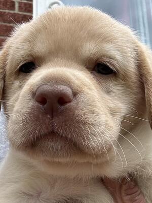 Available Champagne Puppy