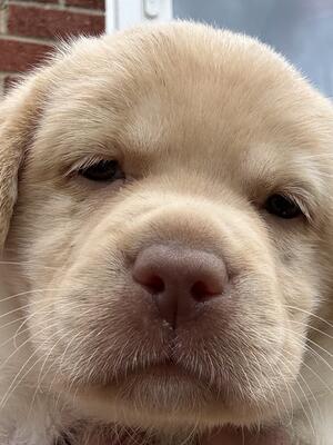 Available Champagne puppy