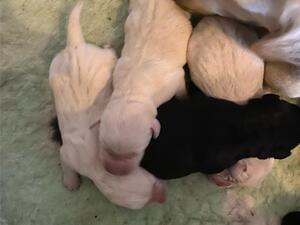 1 day old
