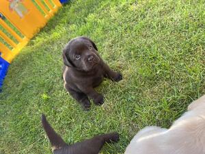 The litter