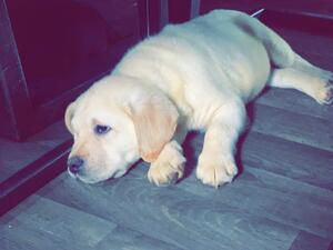 Yellow boy available