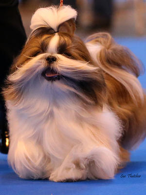 Champion Minfaa lavolta