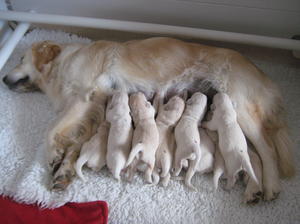 Lola and her gorgeous babies!