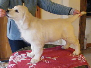 Practising being a showgirl - 12 weeks old!