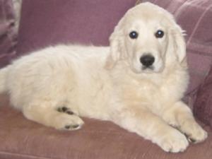 Freya - beautiful puppy