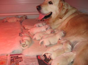 Lola and her 14 babies!