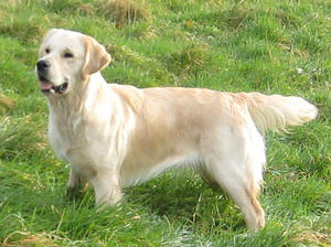 Tilly - showing off her show pose!
