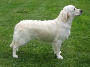 Rozi in show pose
