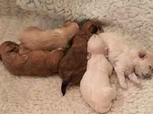The range of colours of the puppies