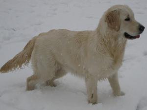 Maisie in the snow - 8 months!