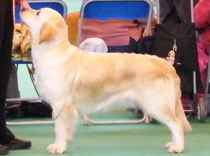 Lola at Crufts this year!