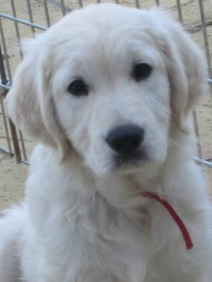 Maisie 8 weeks old - what a cutie!