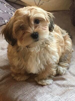 Coco - one of Kara's puppies