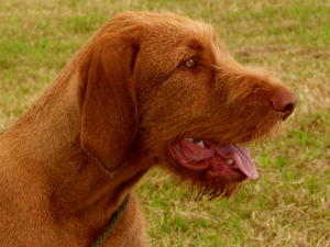 Sabi at 6 months old.