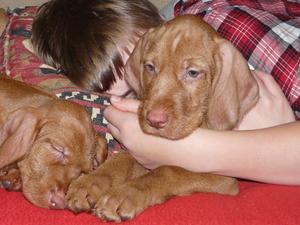 Belatarr Puppies at 6 weeks.