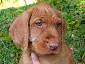 7-Weeks old