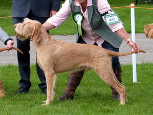Winning Dog CC at National Gundog