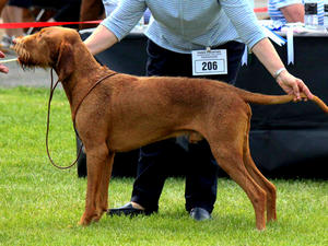 Nearly 3 years old at Three Counties Championship