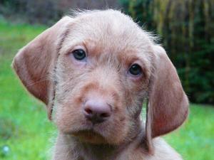 Billie at 7 weeks old.