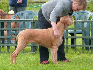 Billie taking BOB at at the 2014 HWVA Championship