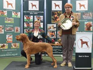 Kodi - BEST IN SHOW HWVCGB Championship 2024