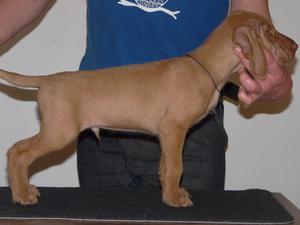 Charlie at 6 weeks