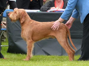 Winning Best Dog at Three Counties in 2014