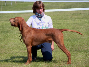 Winning Best Dog at Southern Counties Championship