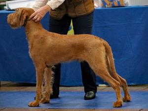 and in the ring at 7 Months of age.