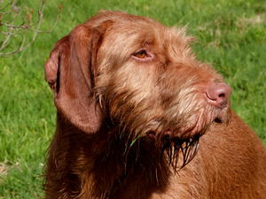 Lyra at 2 1/2 years.