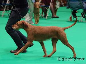 Crufts 2023.