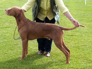 at National Gundog at 24 months.